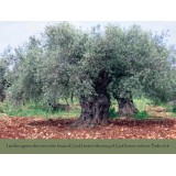 Olive Tree Scripture Greeting Card from Israel